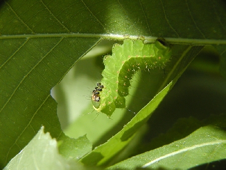 Larva